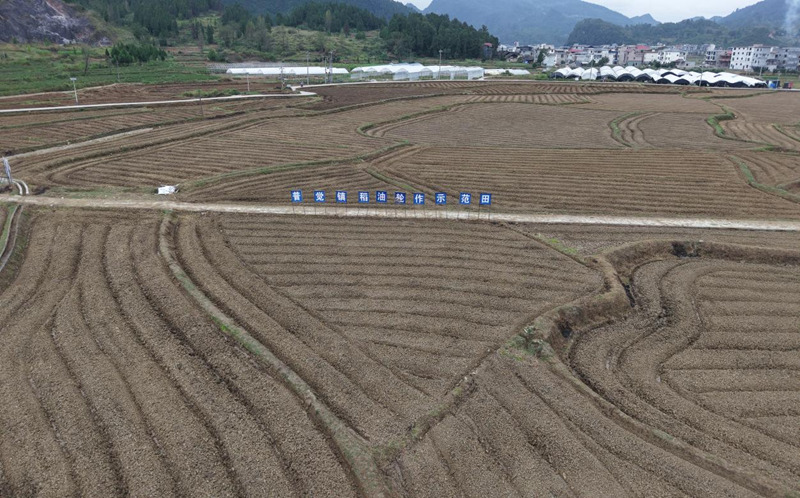 搶抓秋冬種農時機械化助力油菜高效種植。