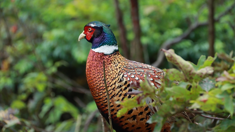 貴州三都：網絡科技賦能養殖業 大山深處駛上智慧快車 (9).JPG