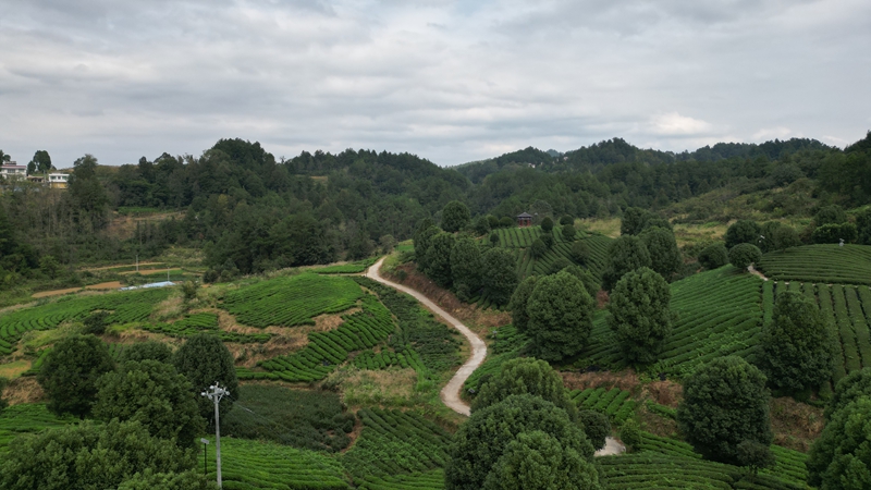 思南“碾茶”走出茶產業發展新路徑。
