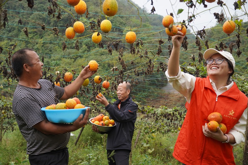 貴州鎮遠：小吊瓜結出“金瓜籽”  小果實撬動大振興 (1)
