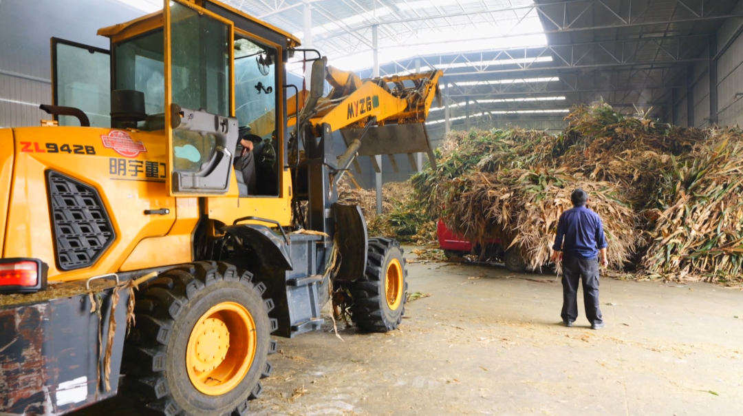 一根小秸稈“鏈”起多方共贏大產業。