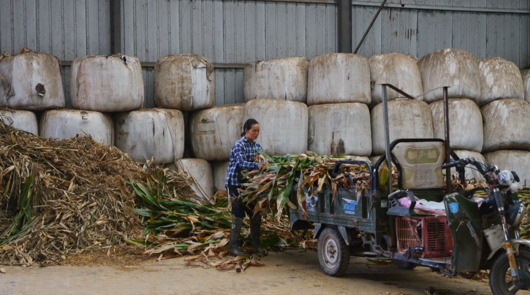 一根小秸稈“鏈”起多方共贏大產業。