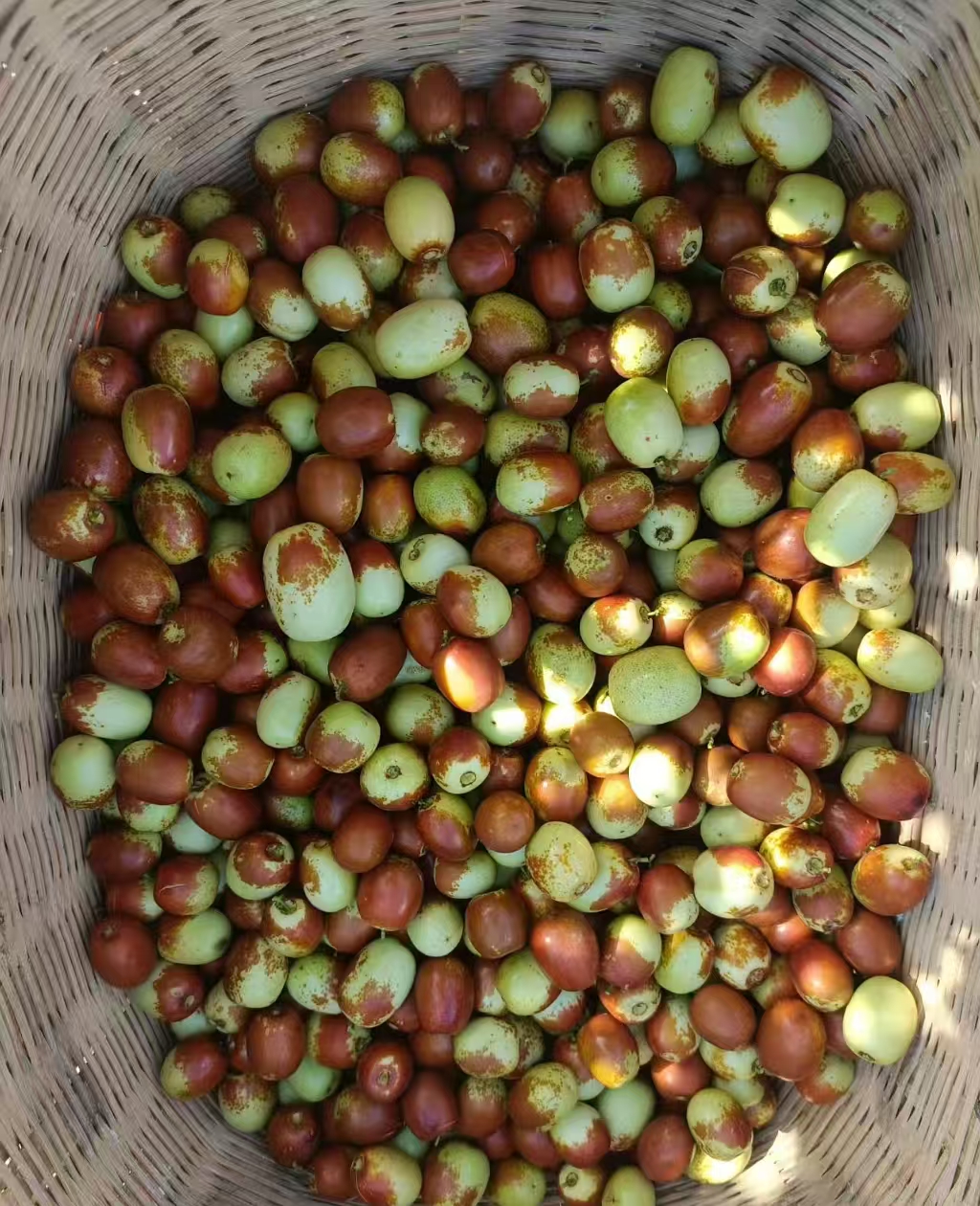 采摘的新鮮棗子。