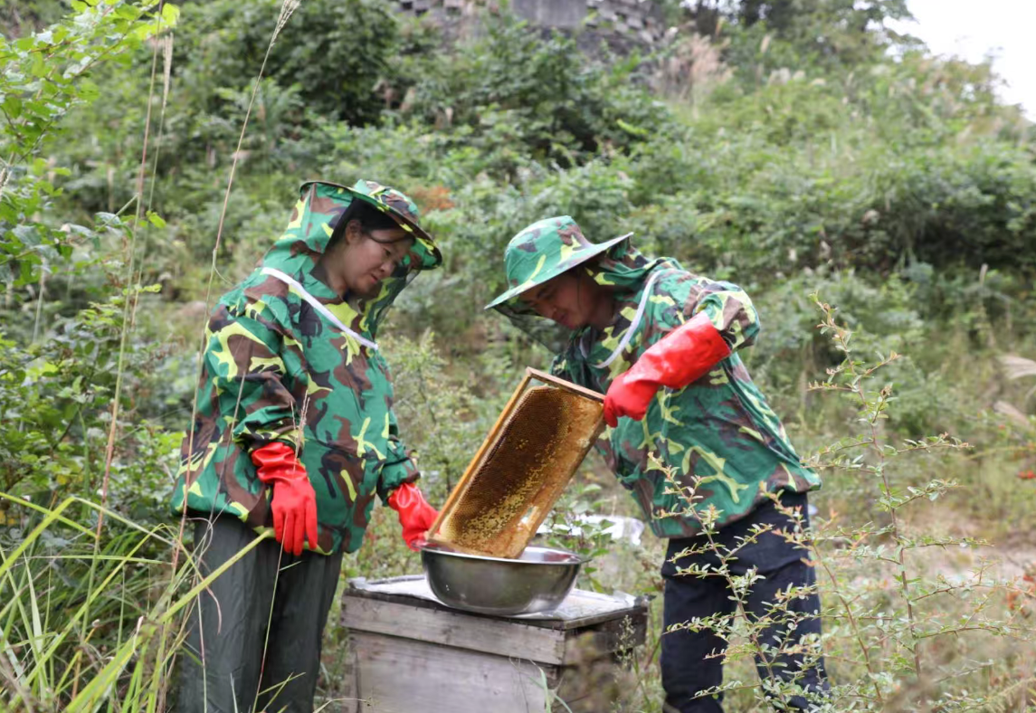 養蜂基地。