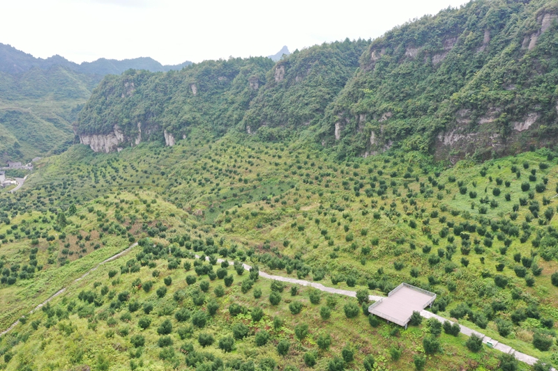 務川自治縣石朝鄉大漆村的香榧種植基地 鄒洪麗 攝.jpg