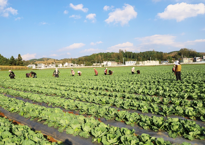 威寧自治縣小海鎮小海社區務工群眾正忙著為蔬菜除草、管護 (2).JPG