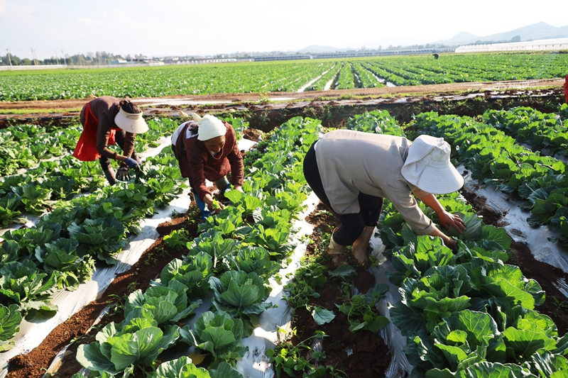 威寧自治縣小海鎮小海社區務工群眾正忙著為蔬菜除草、管護2 (2).JPG