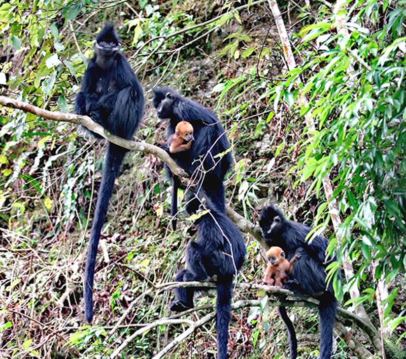 黑葉猴照片 (1).jpg
