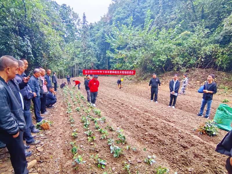 淫羊藿種植技術現場培訓會。.jpg