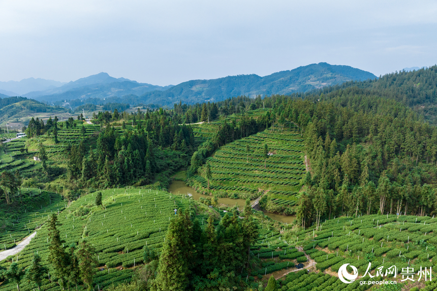 航拍貴州省銅仁市江口縣壩盤鎮九龍山茶園基地。人民網記者 涂敏攝