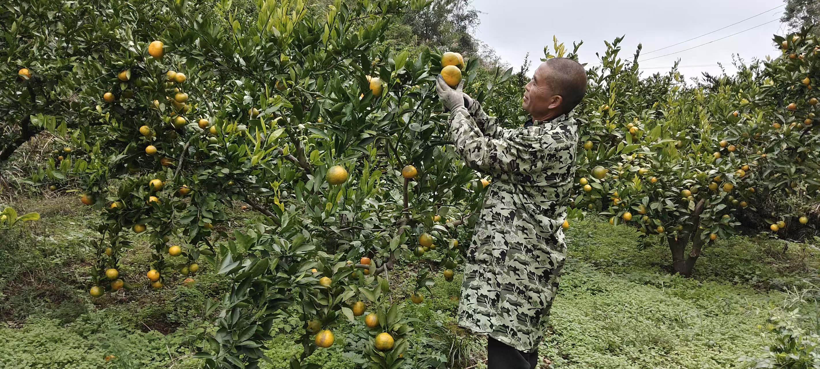 果農采摘中。
