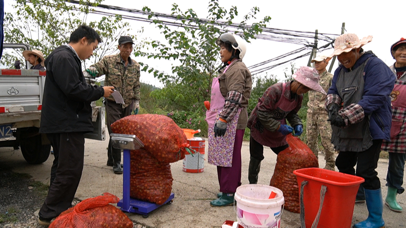 安順經開區金刺梨進入采收季。