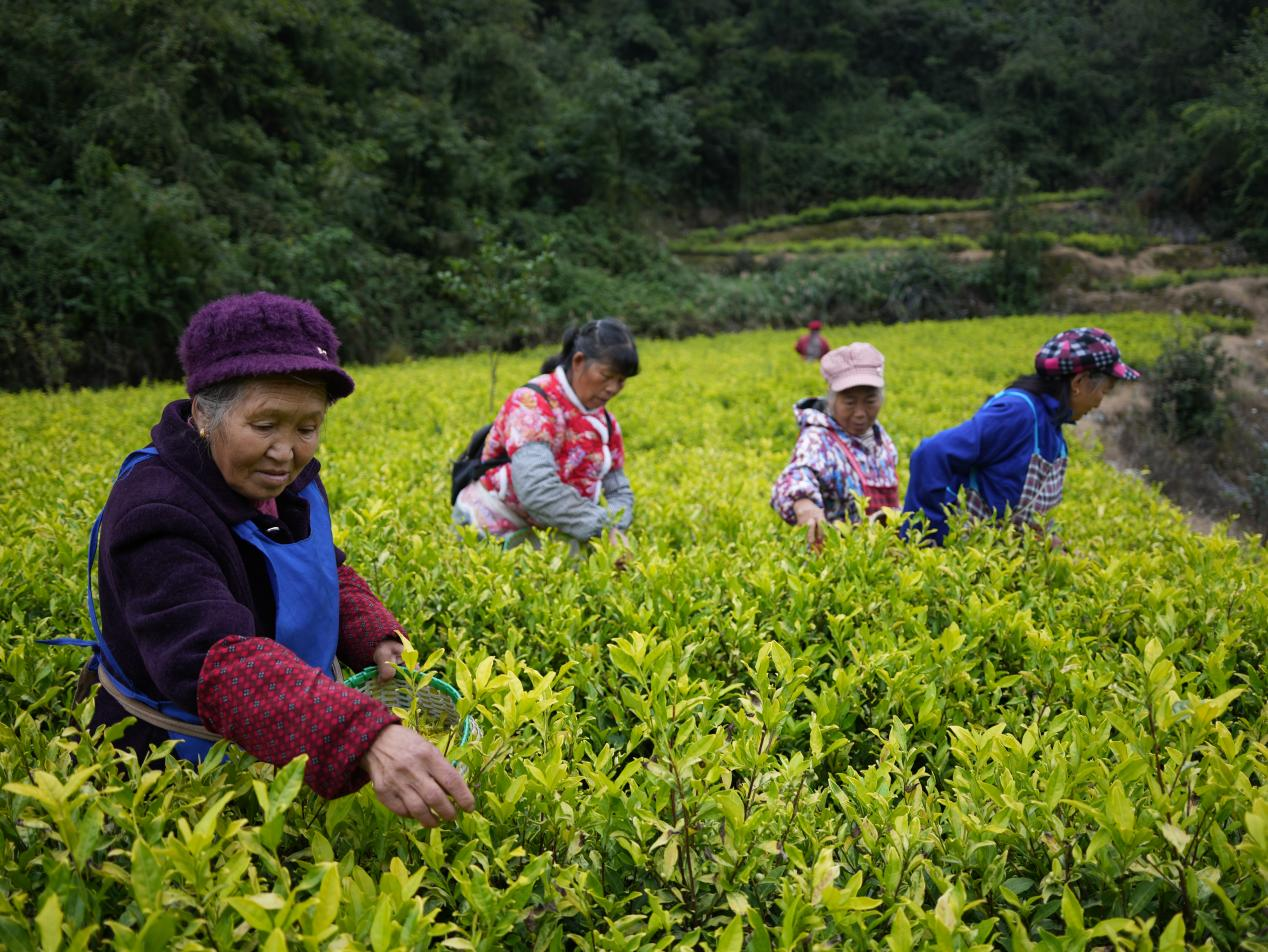 秋茶映金輝 增收鏈延長。