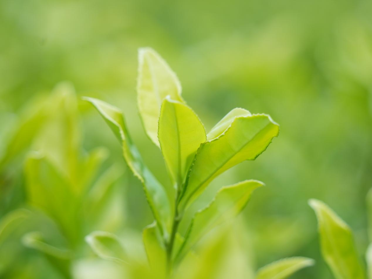 秋茶映金輝 增收鏈延長。