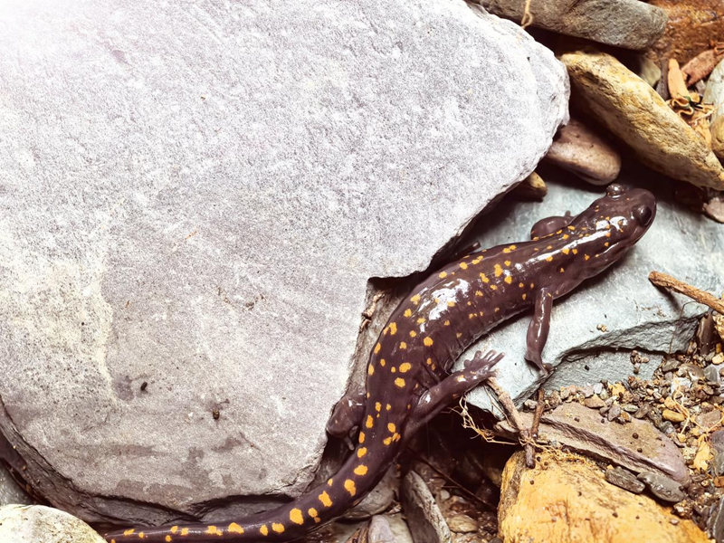 貴州梵凈山保護區發現新物種。