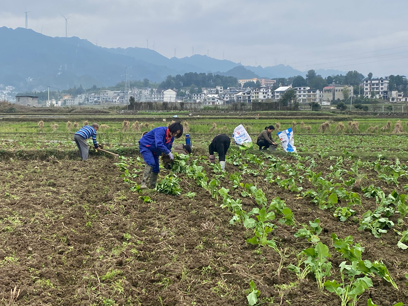 農戶搶抓農時移栽油菜。