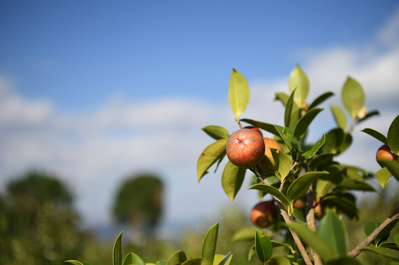 碩果累累。