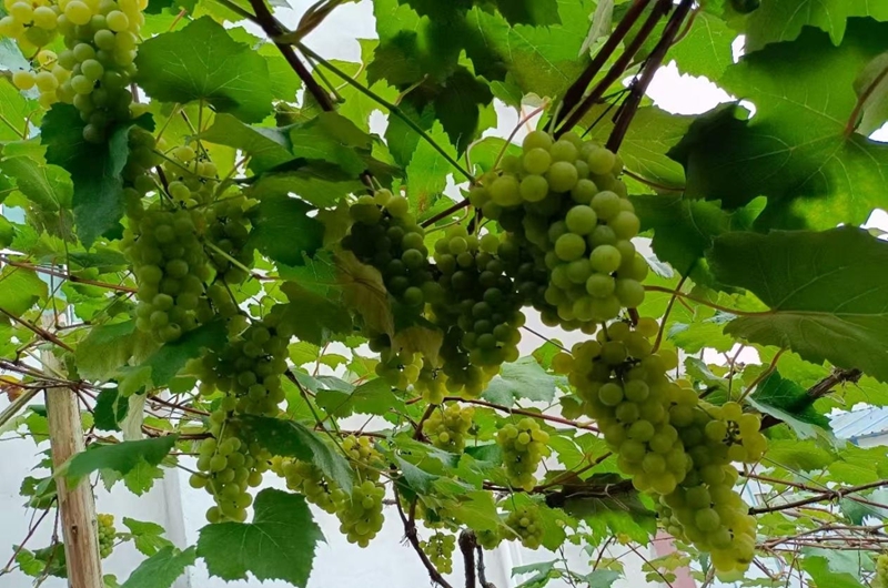 獨山縣影山鎮：“三拓寬”賦能鄉村振興。