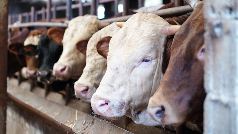 據統計，今年桐梓縣肉牛養殖戶達1.34萬余戶，存欄9.31萬頭以上，預計出欄4 (2).JPG