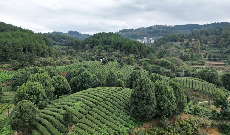 貴州思南：“碾茶”走出茶產業發展新路徑