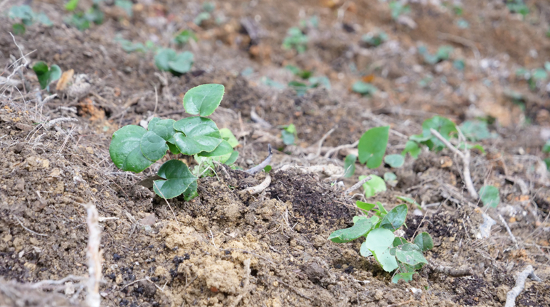 江口淫羊藿移栽增添鄉村振興“新活力”。