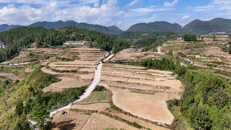 大沙壩制種油菜種植基地。
