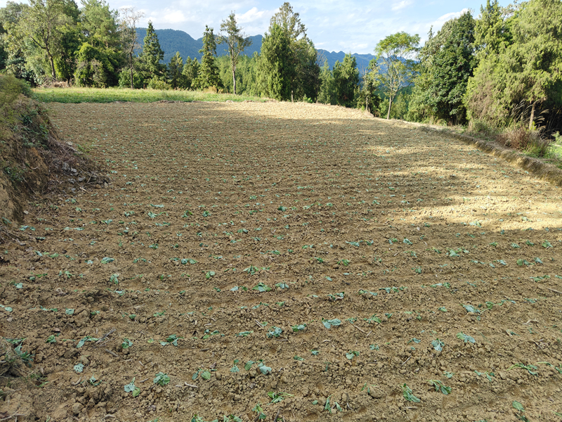 栽種好的制種油菜。
