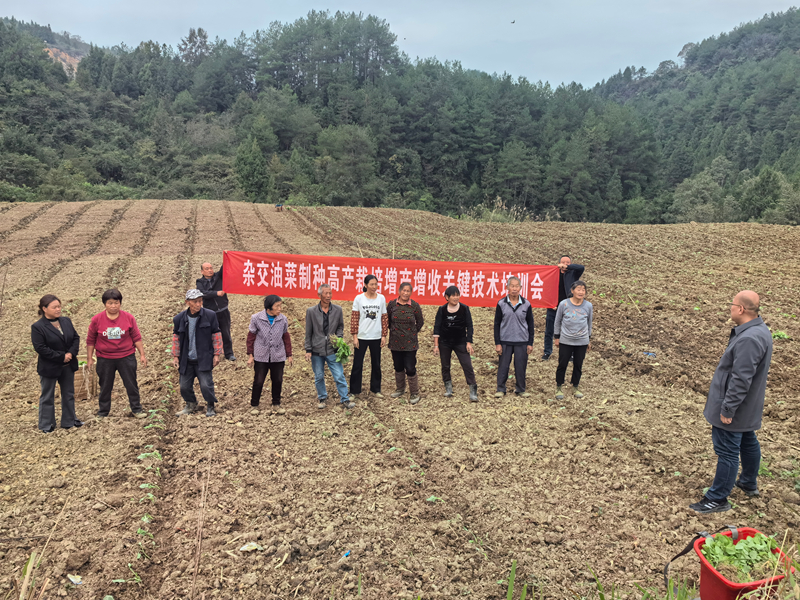 駐村第一書記趙歡正在為村民培訓制種油菜移栽技術。