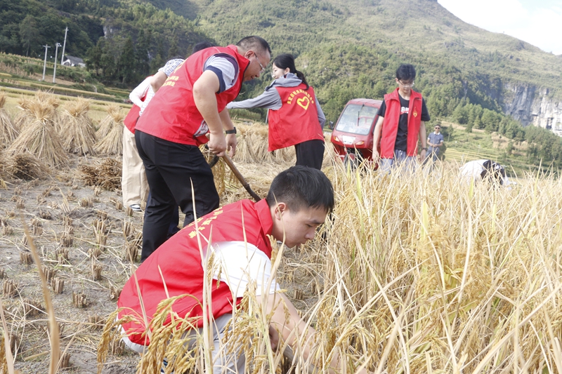 貴定縣稅務局志愿者幫助農戶搶收。