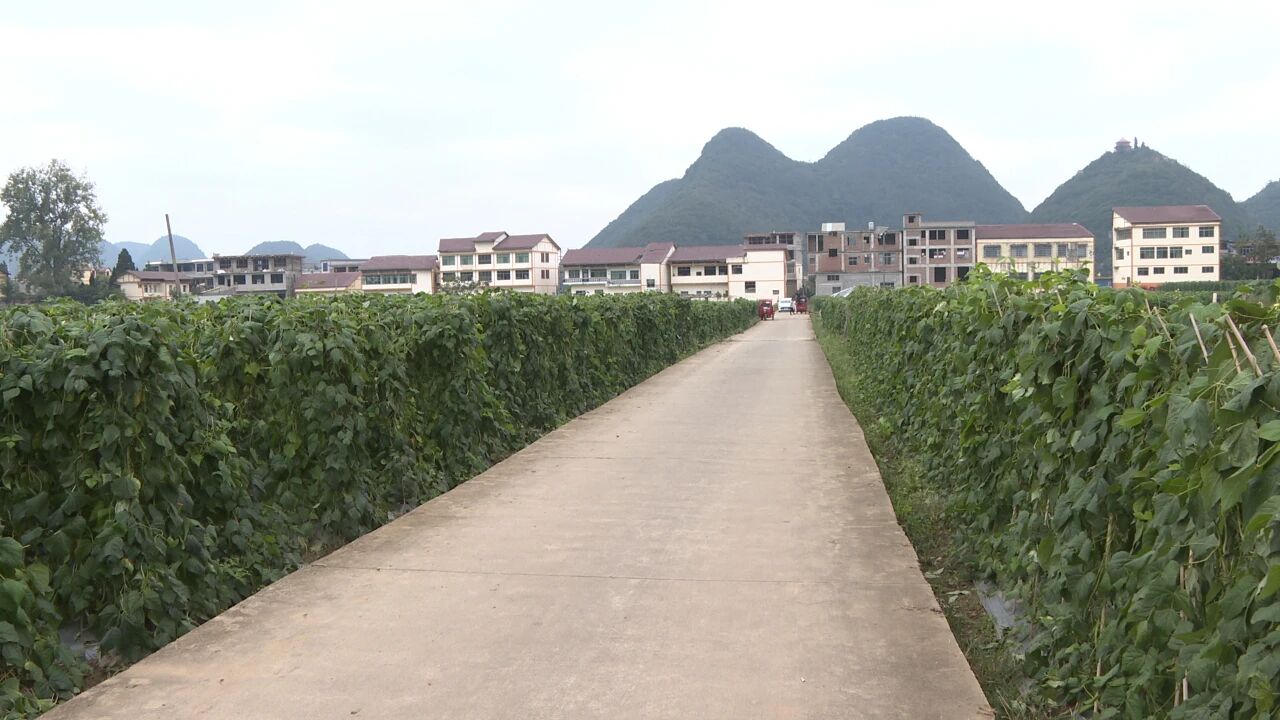 豆角豐收。