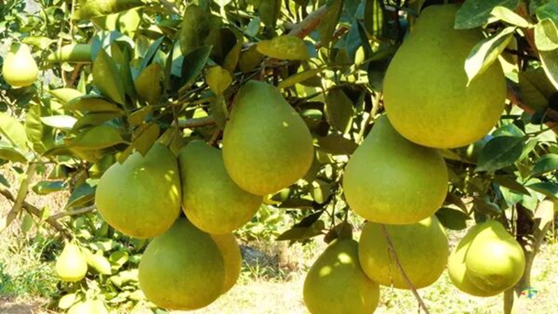 松桃鎮江村:40萬斤香柚豐收在望