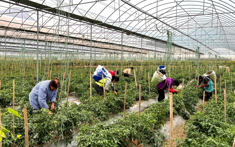 2、良村吼灘蔬菜基地工人們正在采摘新鮮的辣椒。刁苓沙 攝.jpg