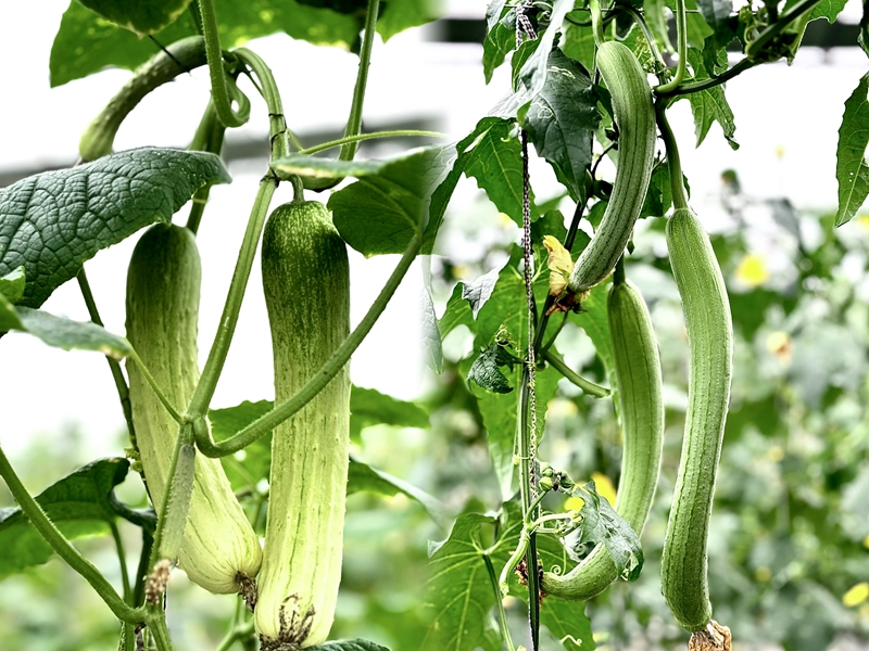 3、吼灘蔬菜基地綠色、健康的蔬菜。刁苓沙 攝.jpg