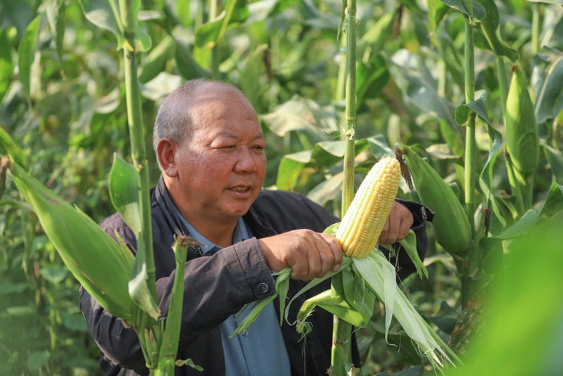 印江良種+良技縮短生長周期 二季鮮食玉米試種成功。