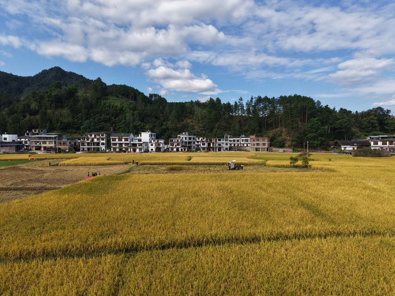 晚稻種植 (2).JPG