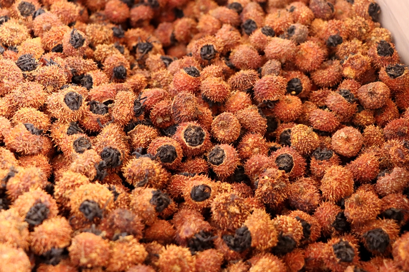 當刺梨遇上紅茶 貴州獨山解鎖特色產業多元新圖景。