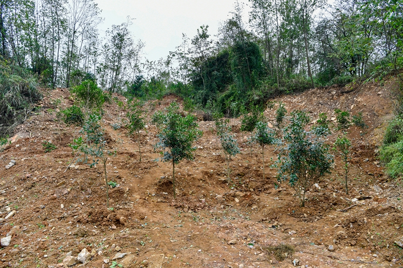 4、 非法開采區域已進行修復。.jpg