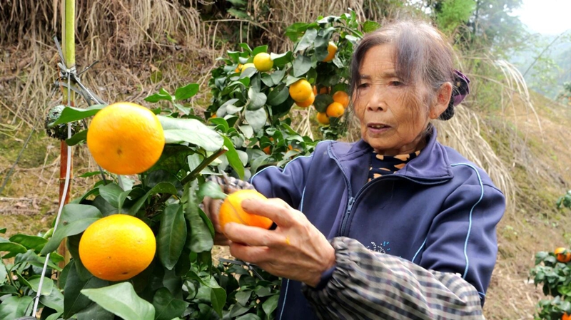 松桃世昌街道:3800畝特色產業鋪就鄉村振興致富路。