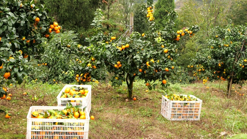 松桃世昌街道:3800畝特色產業鋪就鄉村振興致富路。