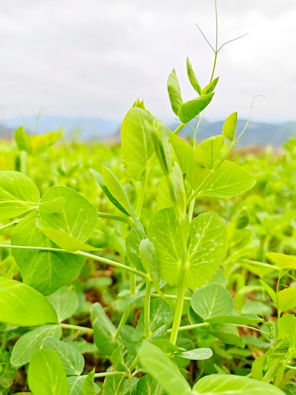 3、仁懷市五馬鎮三元村高標準農田種滿豌豆尖 。