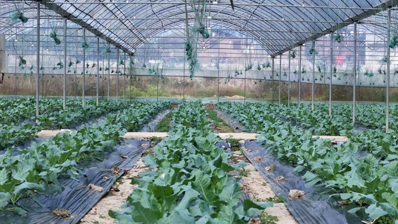 粵黔協作架消費金橋 黔貨出山促鄉村振興。