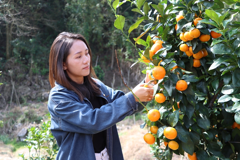 獨山縣壩望村：金秋砂糖橘搶“鮮”上市 “金果果”鋪就甜蜜致富路。