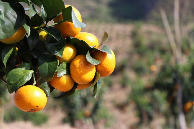 獨山縣壩望村：金秋砂糖橘搶“鮮”上市 “金果果”鋪就甜蜜致富路。