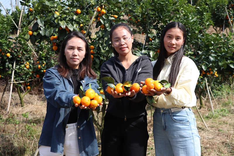 獨山縣壩望村：金秋砂糖橘搶“鮮”上市 “金果果”鋪就甜蜜致富路。