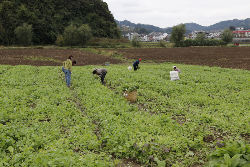科技特派員到官倉鎮新品種油菜苗地查看。