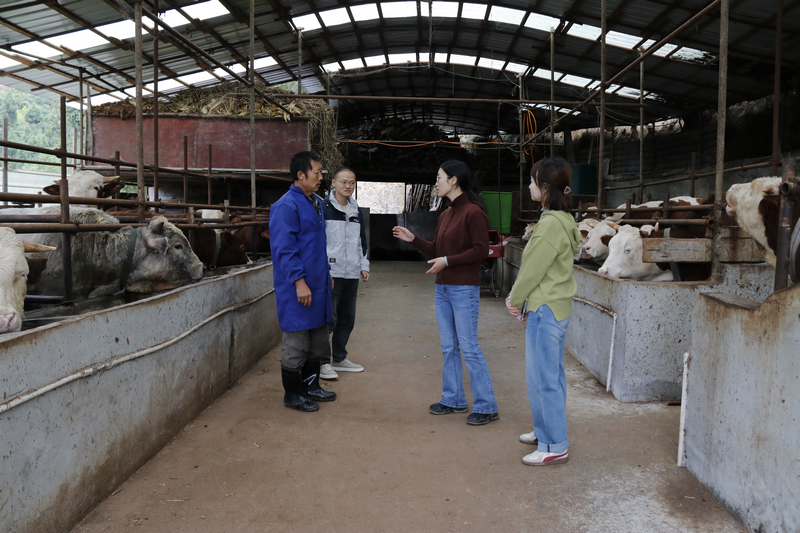 科技特派員到養牛場了解養殖情況 。