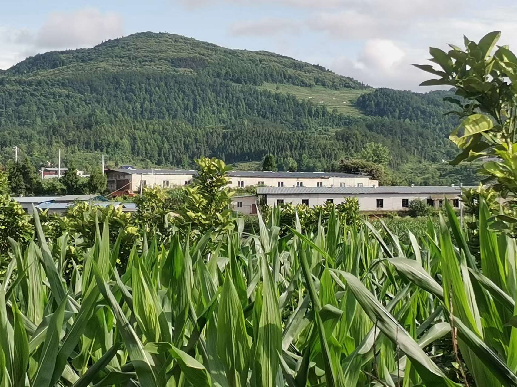 貴州松桃：蛋雞鋪出“金”路子。