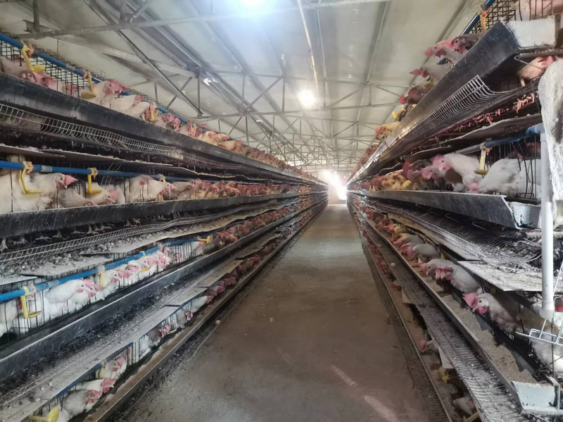 貴州松桃：蛋雞鋪出“金”路子。