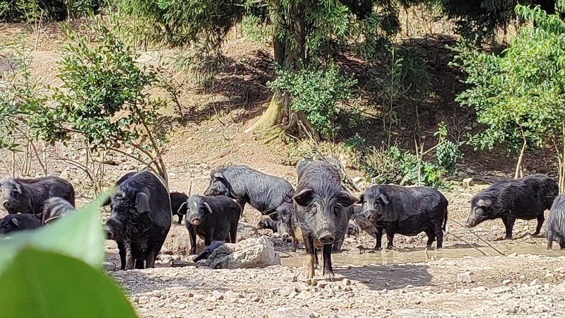 圖為：散養的藏香豬