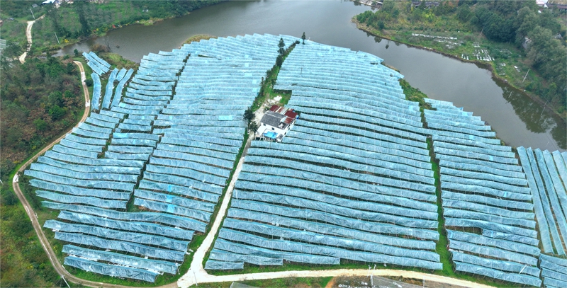長順縣廣順鎮廣農社區葫蘆坡蘋果種植園。侯博文攝